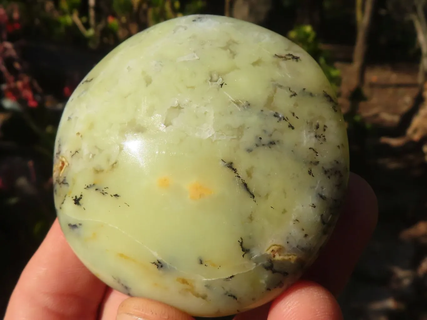 Polished  Dendritic Opal Galet / Palm Stone x 7 from Madagascar